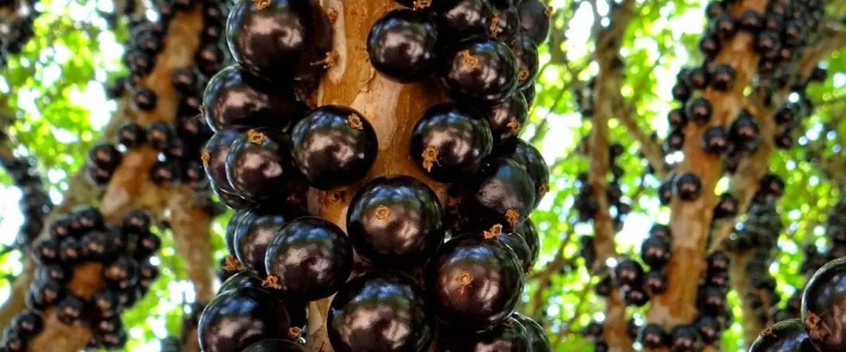 Festival da Jabuticaba