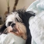 hotel cachorro bh